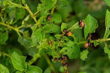 Colorado böceğinin larvaları patatesleri yiyor.