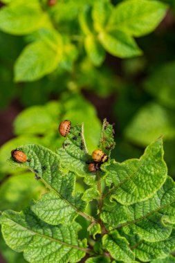 Colorado böceğinin larvaları patatesleri yiyor.