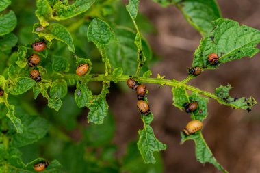 Colorado böceğinin larvaları patatesleri yiyor.