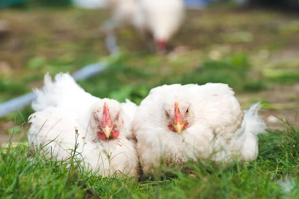 Two Chicken Chickens Sleeping Grass — Stock Photo, Image