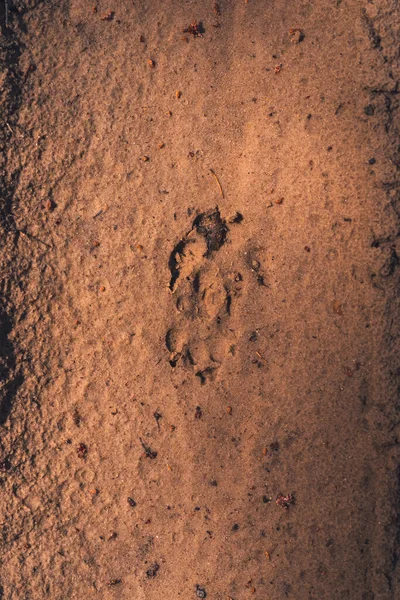 Chemin Animal Sur Sable Dans Forêt — Photo