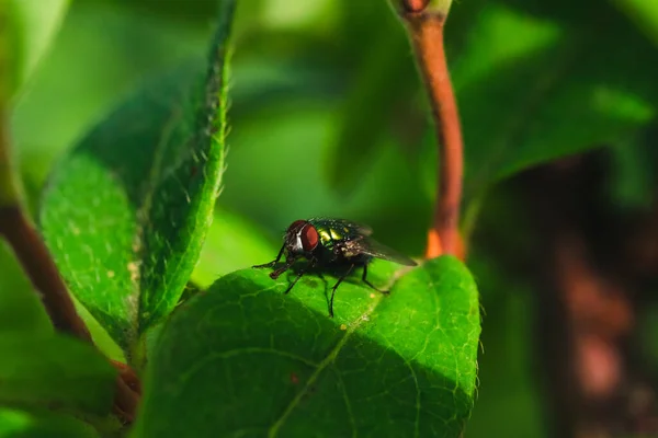 stock image Macro photo of a fly on the grass