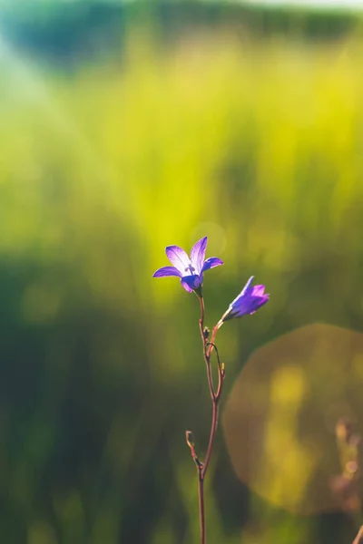 Gün batımında mavi bir çan Güzel bir bokeh