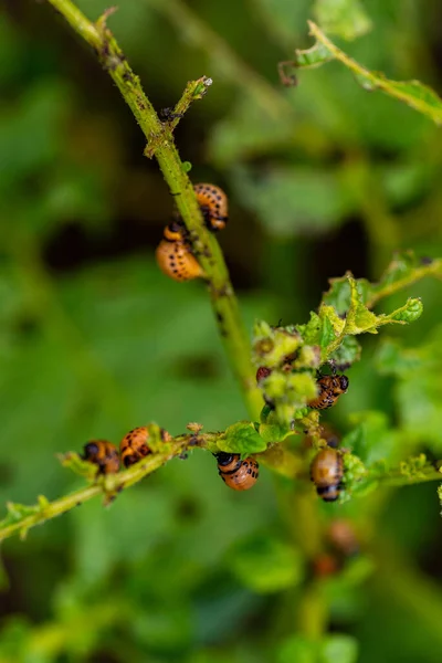 Colorado Böceğinin Larvaları Patatesleri Yiyor — Stok fotoğraf