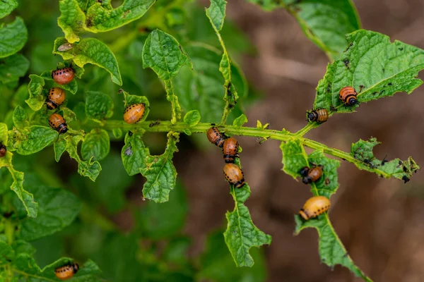 Colorado böceğinin larvaları patatesleri yiyor.