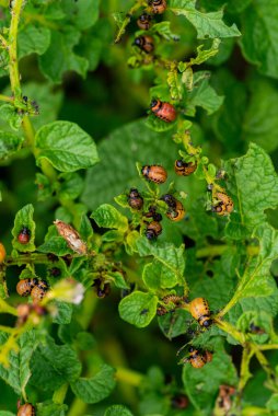 Colorado böceğinin larvaları patatesleri yiyor.