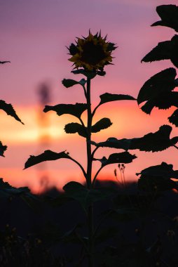 Bir yaz akşamında gün batımında tarlada ayçiçekleri