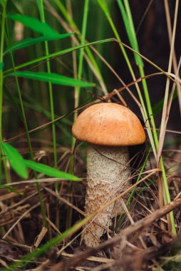 Yazın ağaçların arasında çimlerde portakal mantarı
