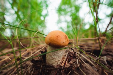 Yazın ağaçların arasında çimlerde portakal mantarı
