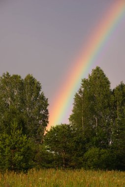 Bir yaz gününde ağaçların arasında gökkuşağı