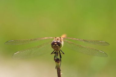 Çimlerin üzerinde oturan bir yusufçuğun makro fotoğrafı.