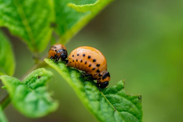 Larvae Colorado Beetle Devours Potato Tops — Stock Photo, Image