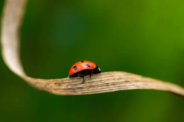 Ladybug Grass Macro — Stock Photo, Image