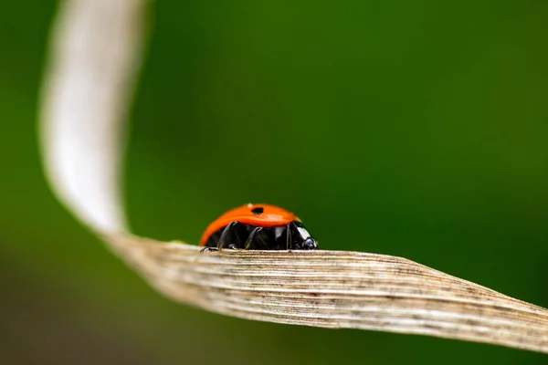 Ladybug Grass Macro — Stock Photo, Image