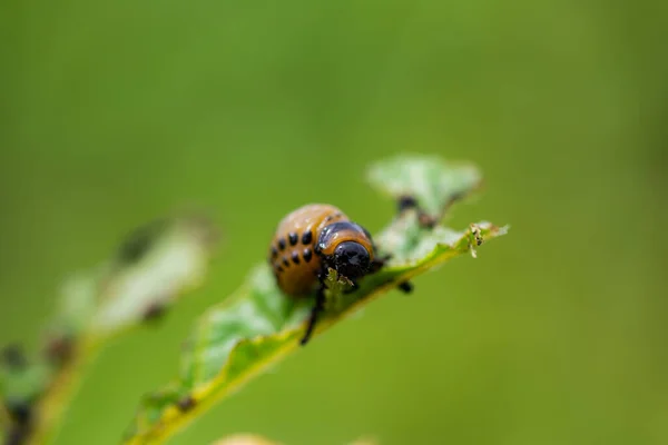 Larvae Colorado Beetle Devours Potato Tops — Stock Photo, Image