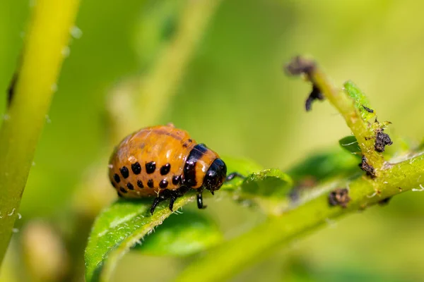 Las Larvas Del Escarabajo Colorado Devoran Las Tapas Patata — Foto de Stock