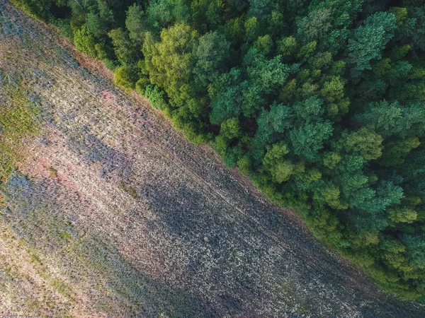 Border Field Forest Height — Stock Photo, Image