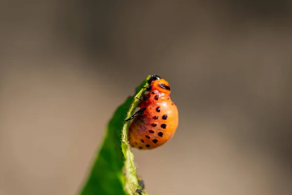 Larvas Besouro Colorado Devora Topos Batata — Fotografia de Stock