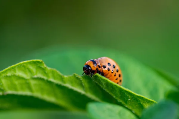 Larvae Colorado Beetle Devours Potato Tops — Stock Photo, Image