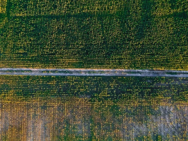 옥수수 의도로 — 스톡 사진