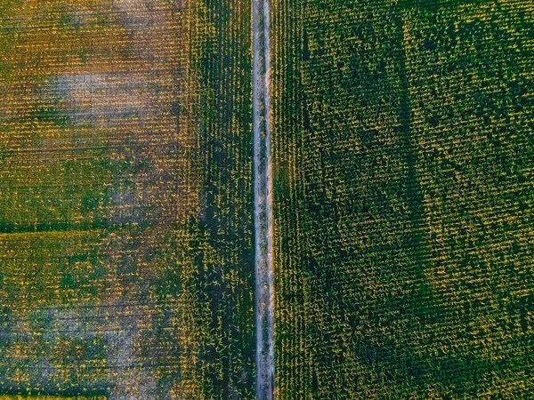 Estrada Campo Milho Com Altura — Fotografia de Stock