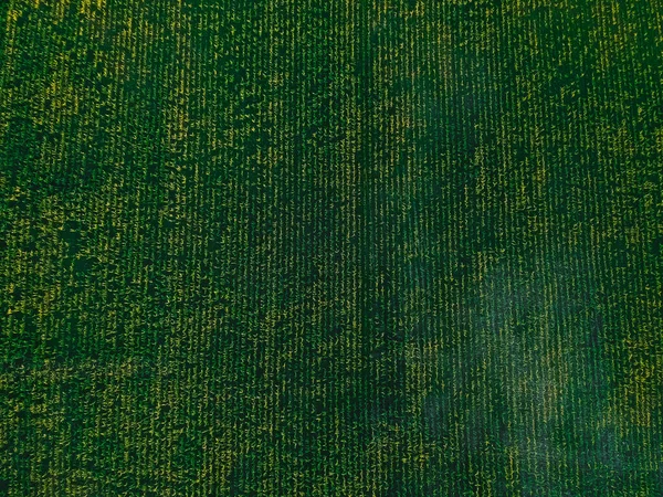 夏の高さからトウモロコシ畑 — ストック写真