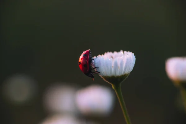 Marienkäfer Auf Einer Gänseblümchenblume Morgengrauen Mit Tau Sommer — Stockfoto