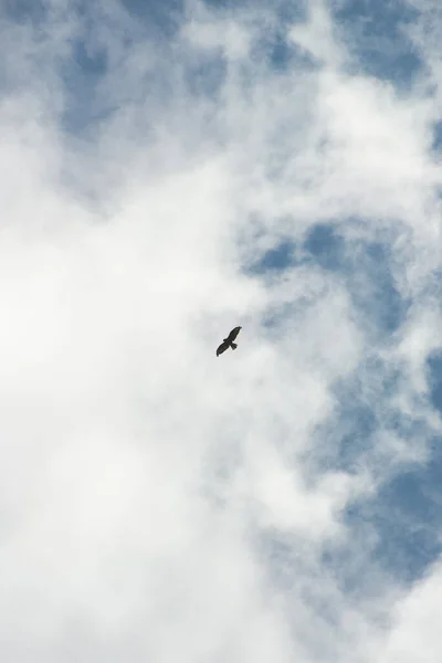 Eagle Soars Clouds — Stock Photo, Image