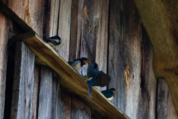 Swallow Feeds Its Chicks Flight — Stock Photo, Image