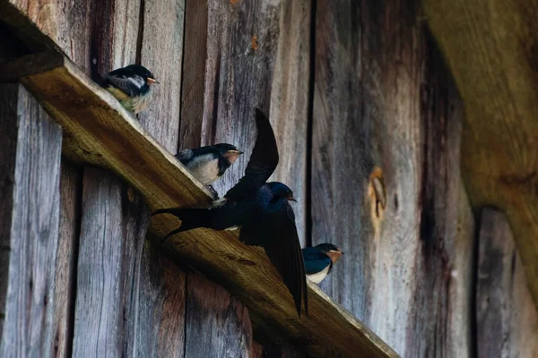 Golondrina Alimenta Sus Polluelos Vuelo — Foto de Stock