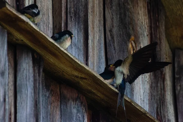 Swallow Feeds Its Chicks Flight — Stock Photo, Image