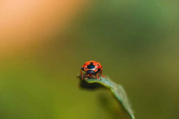 Macro Foto Escarabajo Rojo Con Círculos Negros Sus Alas Sentadas — Foto de Stock