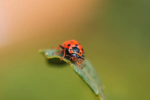 Kanatlarında Siyah Halkalar Olan Kırmızı Bir Böceğin Çimlerin Üzerinde Oturan — Stok fotoğraf
