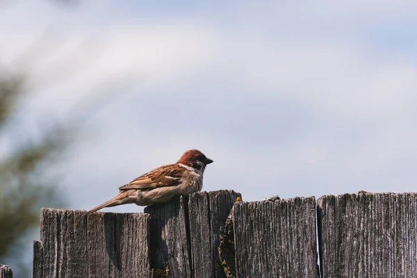 Sperling Sitzt Sommer Auf Einem Holzzaun — Stockfoto