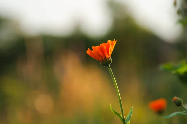 Calendula Blüht Bei Sonnenuntergang Einem Sommerabend Orangefarbene Blume Bei Sonnenuntergang — Stockfoto