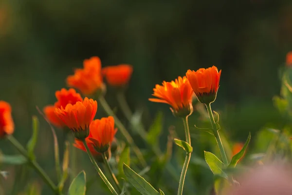 Flores Calêndula Pôr Sol Uma Noite Verão Flor Laranja Pôr — Fotografia de Stock