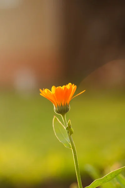 Caléndula Florece Atardecer Una Noche Verano Flor Naranja Atardecer —  Fotos de Stock