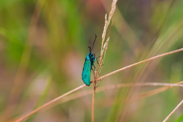 Papillon Vert Assis Sur Brin Herbe — Photo