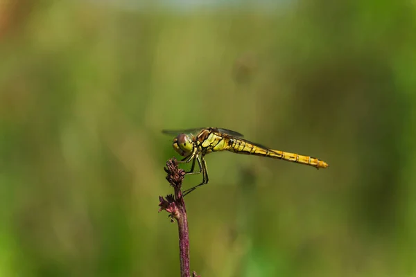Makrofoto Einer Libelle Auf Einem Grashalm Sitzend — Stockfoto