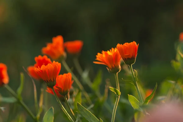 Calendula Kwiaty Zachodzie Słońca Letni Wieczór Kwiat Pomarańczy Zachodzie Słońca Obraz Stockowy