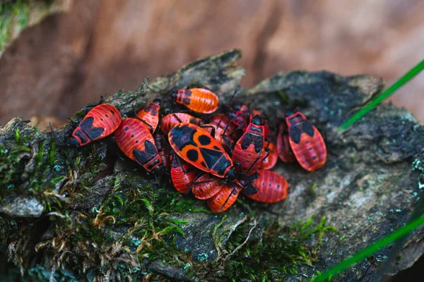 Bug Firefighters Gathered Bunch — Stock Photo, Image