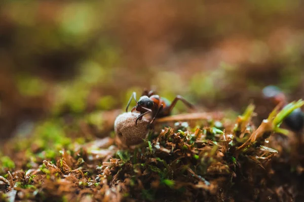 Karıncalar Çalışkandır Yosunlardaki Dalı Çekerler — Stok fotoğraf