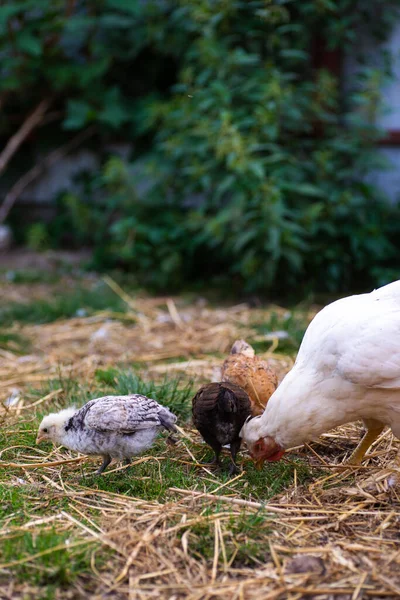 Hen Chickens Pecking Grass — Stock Photo, Image