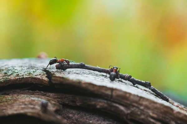 Las Hormigas Son Trabajadoras Acarrean Ramita Musgo — Foto de Stock