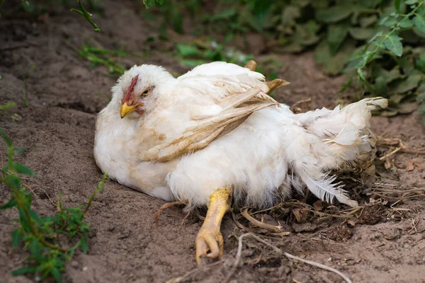 White Chicken Bad Leg Lying Ground — Stock Photo, Image