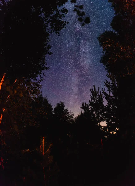 夜林中银河般的星空的最底层景观 — 图库照片