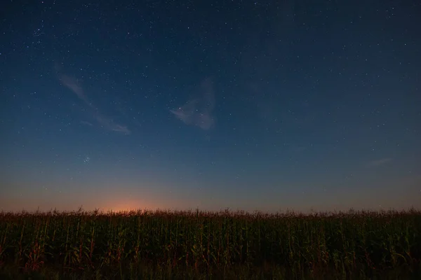 Cielo Estrellado Sobre Maizal Noche Verano — Foto de Stock
