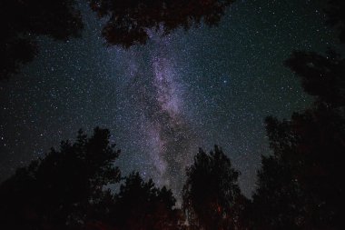 Gece ormanında Samanyolu ile yıldızlı gökyüzünün alt görüntüsü