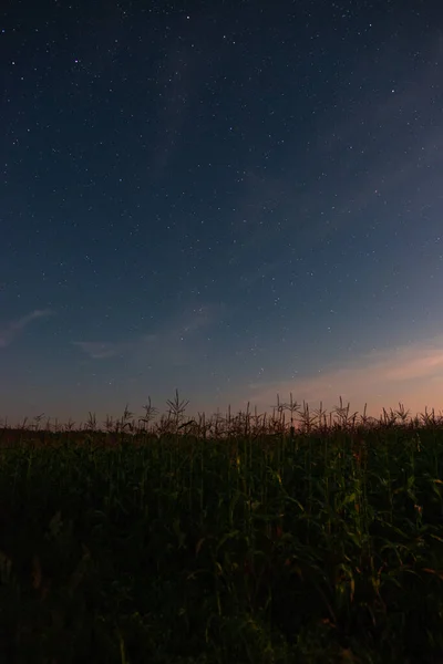 Cielo Estrellado Sobre Maizal Noche Verano — Foto de Stock