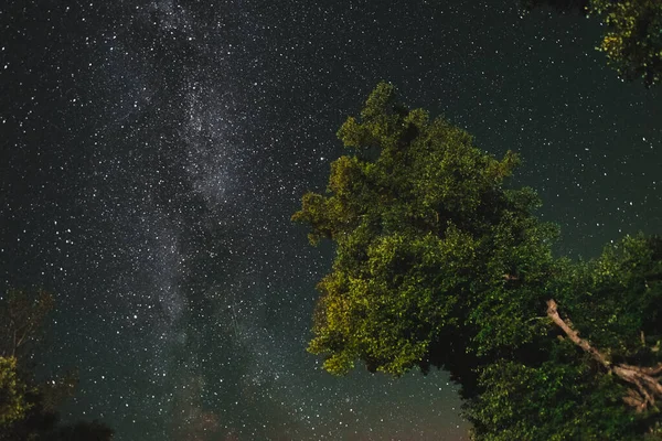 Vista Inferior Del Cielo Estrellado Con Vía Láctea Bosque Nocturno — Foto de Stock